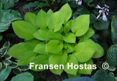 Hosta Crown Prince