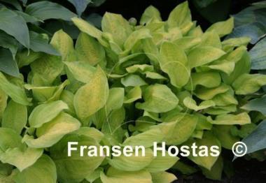 Hosta Crown Prince