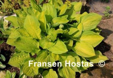 Hosta Crown Prince