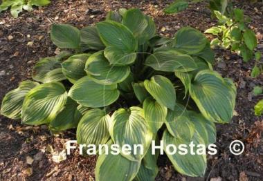 Hosta Crown Royalty