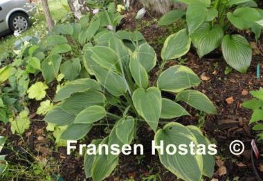 Hosta Crown Royalty