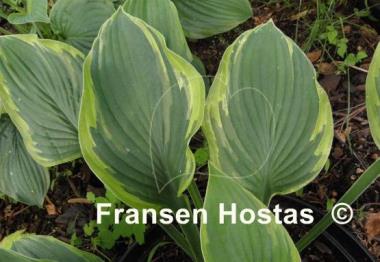 Hosta Crown Royalty