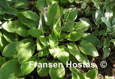 Hosta Crown Royalty