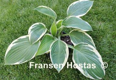 Hosta Crowned Imperial