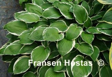 Hosta Crowned Imperial
