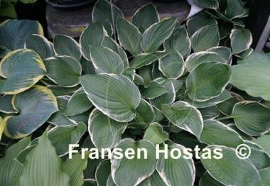 Hosta Crowned Imperial
