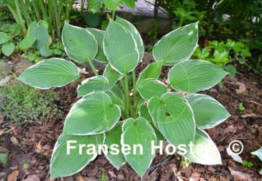 Hosta Crowned Imperial