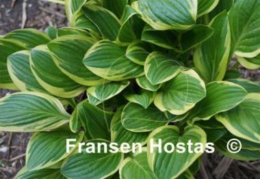 Hosta Crow's Nest