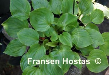 Hosta Crumb Cake