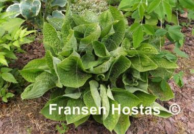 Hosta Crumples