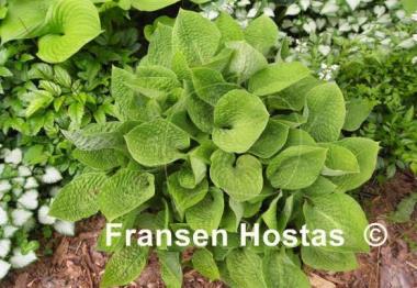 Hosta Crumples