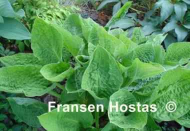 Hosta Crumples