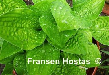 Hosta Crumples