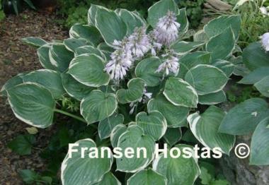 Hosta Crusader