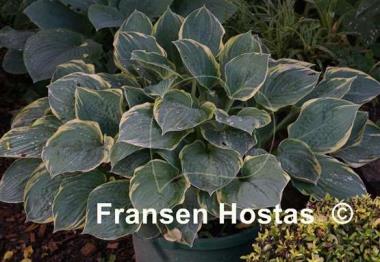 Hosta Crusader
