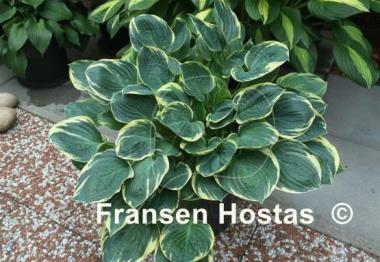 Hosta Crusader