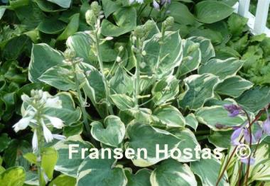 Hosta Crusader