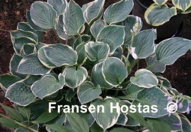 Hosta Crusader