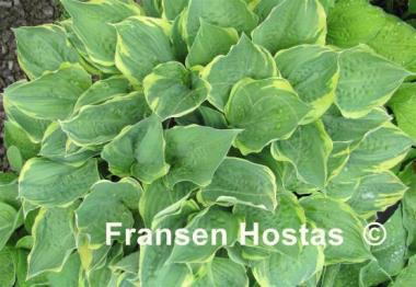 Hosta Crusader