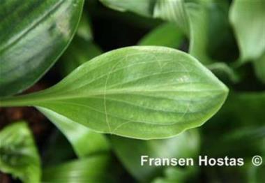 Hosta Crystal Chimes