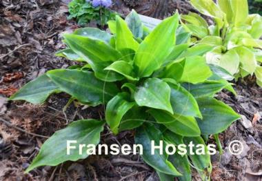 Hosta Crystal Chimes