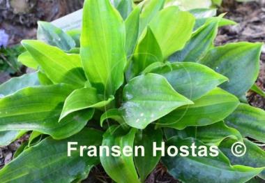 Hosta Crystal Chimes