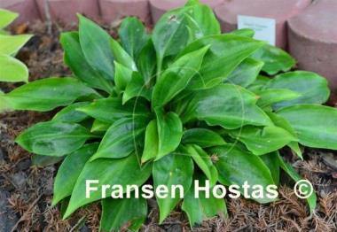 Hosta Crystal Chimes