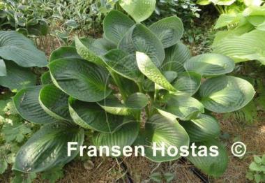 Hosta Cup of Grace