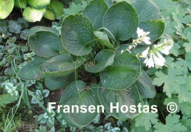 Hosta Cup of Grace