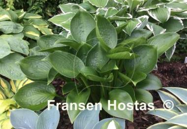 Hosta Cup of Grace