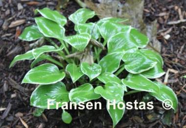 Hosta Cupid's Dart