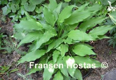 Hosta Curls