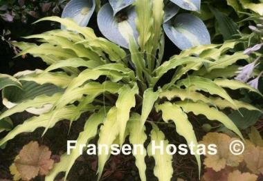 Hosta Curly Fries