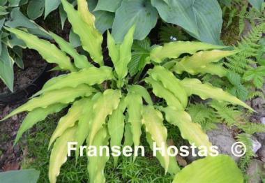 Hosta Curly Fries