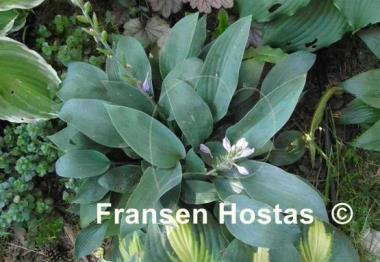 Hosta Curtain Call