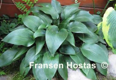 Hosta Curtain Call