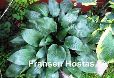 Hosta Curtain Call