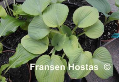 Hosta Curve Ball