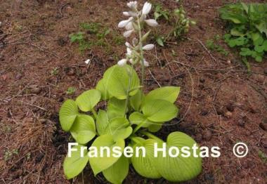 Hosta Curve Ball