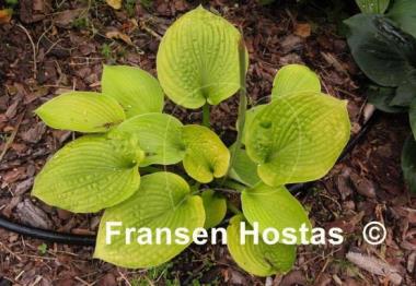 Hosta Curve Ball