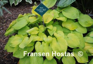 Hosta Curve Ball