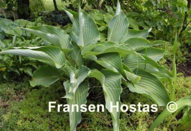 Hosta Cutting Edge