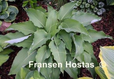 Hosta Cutting Edge