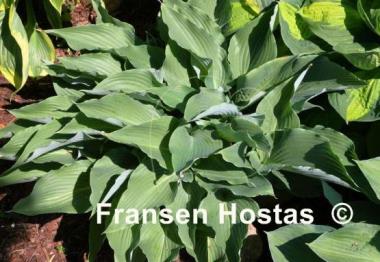 Hosta Cutting Edge