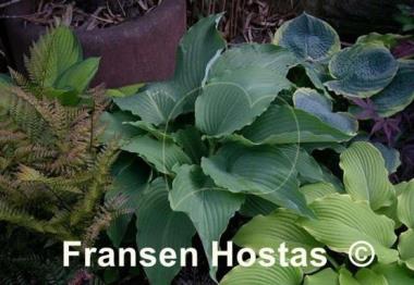 Hosta Cutting Edge