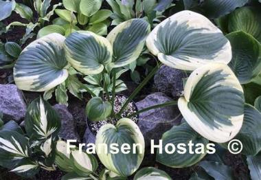 Hosta Cuyahoga