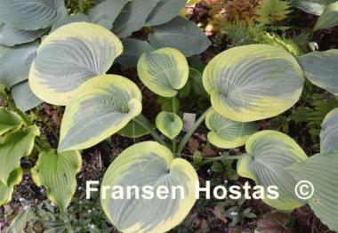 Hosta Cuyahoga