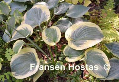 Hosta Cuyahoga