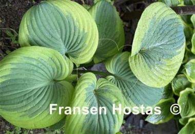 Hosta Cuyahoga