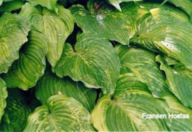 Hosta Cynthia
